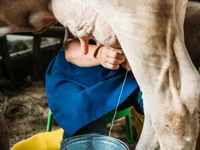 Kuh, Swiss cattle — Foto 6