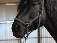 Yegua, American shetland pony — foto 3