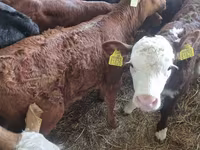 Bulle, Limousin-Kuh — Foto 2