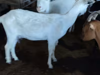 Ziege, Saanen goat — Foto 1