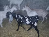 Ziegenbock, Beetal goats — Foto 6
