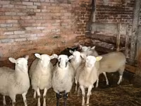 Widder, Katum sheep — Foto 1