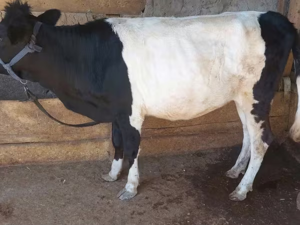 Vaca, Ganado vacuno