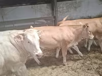 بقرة, Blonde d’Aquitane cattle — الصورة 6