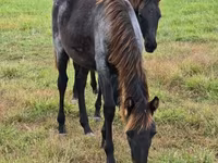 Kobyła, Rocky Mountain Horse — zdjęcie 7