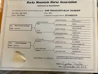 Stute, Rocky Mountain Horse — Foto 6