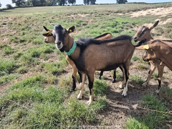 Keçi, Alpine goat