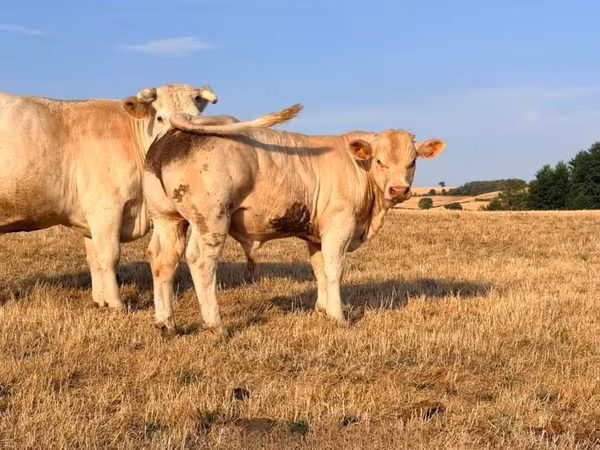 Bulle, Charolais cattle
