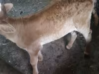 母牛, Swiss cattle — 照片 6