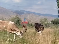 بقرة, Red Estonian cattle — الصورة 4