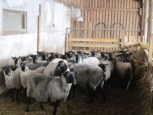 Schaf, Romanov sheep