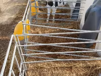 Bulle, Swiss cattle — Foto 3