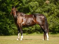 Kobyła, American paint horse — zdjęcie 7