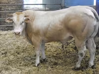 Bulle, Blonde d’Aquitane cattle — Foto 1