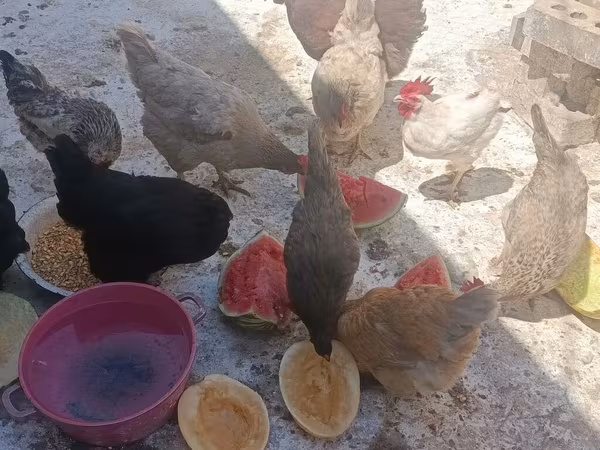 Chickens
