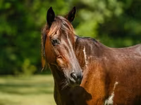 Kobyła, American paint horse — zdjęcie 5