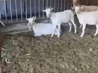 Ziege, Pomellata goat — Foto 3