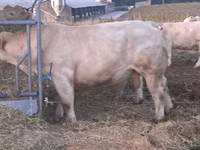 ثور, Charolais cattle — الصورة 1