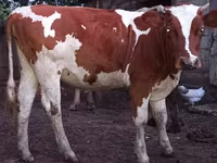 Vaca, Ganado vacuno — foto 1