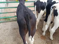 Boğa, Holstein ırkı — foto 3