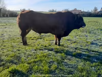 Boğa, Partenaise cattle — foto 6