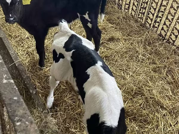Kuh, Holstein-Rasse — Polen