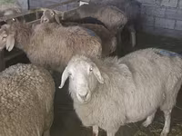 Schaf, Tian-Shan semifinewool sheep — Foto 3