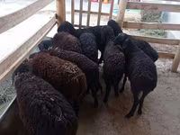 Koyun, Tajik sheep — foto 1