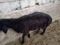 Baran, Owce — zdjęcie 8