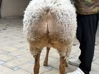 Koyun, Awassi sheep — foto 6