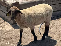 Koç, Hampshire sheep — foto 2