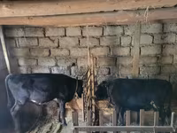 Toro, Ganado vacuno — foto 1