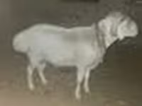 Widder, Rhon sheep — Foto 7