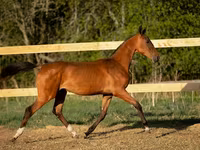 حصان, Akhal-Teke — الصورة 2
