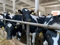 İnek, Holstein ırkı — foto 6