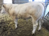Bulle, Blonde d’Aquitane cattle — Foto 4