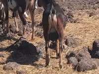 تيس, الماعز — الصورة 2