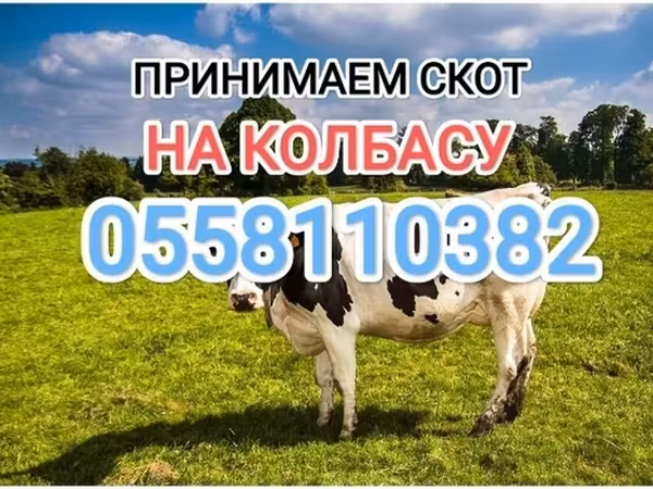 Razza Holstein