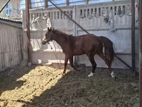 Aygır, Arabian horse — foto 4