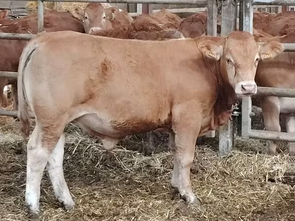 Bulle, Limousin-Kuh