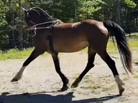 Kobyła, Dutch warmblood horse — zdjęcie 8