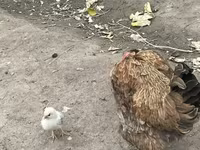 براهما — الصورة 4