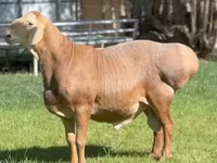 公羊, Sheep — 照片 4