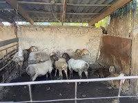 Schaf, Rhon sheep — Foto 1