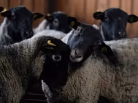 Koç, Romanov sheep — foto 1