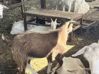 Ziege, LaMancha goats — Foto 3