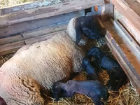 Carnero, Dorper sheep — foto 3