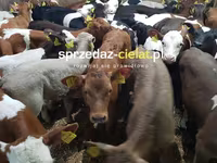 ثور, الماشية — الصورة 6
