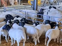 Widder, Dorper sheep — Foto 2