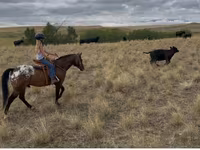 Hengst, Horses of Sable Island — Foto 7